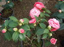 Camelia Japonica